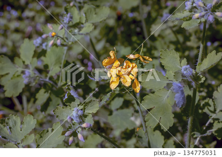 Greater celandine, or Chelidonia majus, in bloom. An ancient medicinal plant, Herba Chelidonii, was used to treat bladder ailments, remove warts, and more. 134775031