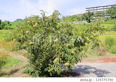 クリの実　イガグリ 134775740