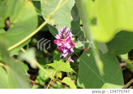クズの花　秋の七草 134775747