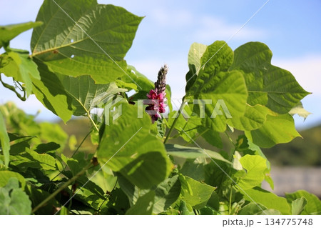 クズの花　秋の七草 134775748