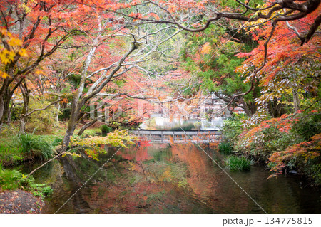 湯布院　金鱗湖の紅葉 134775815