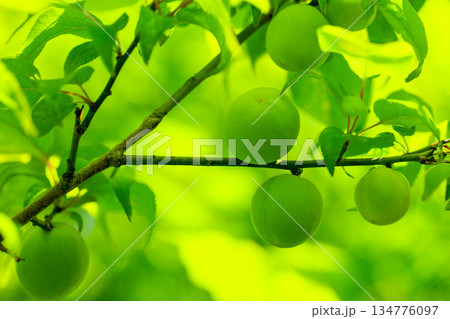青梅の実 134776097
