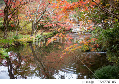 湯布院金鱗湖の湧水と紅葉 134776103