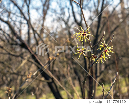 Witch hazel or Hamamelis virginiana in spring. The tree in bloom. Witch hazel or Hamamelis virginiana in spring. The tree in bloom. 134776130