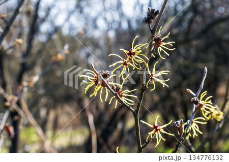 Witch hazel or Hamamelis virginiana in spring. Tree in bloom. 134776132