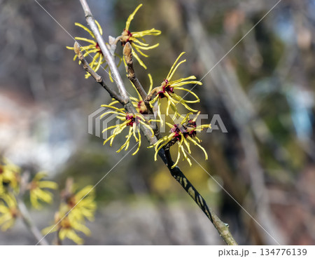 Witch Hazel, or Hamamelis virginiana, blooms close-up. A deciduous tree in the Hamamelidaceae family. Yellow flowers in early spring. Spring floral background. Selective focus. 134776139