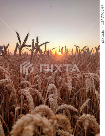 Sunset and dawn in wheat field. Sunrise or sundown on horizon above field of growing ears of wheat on summer evening. Shining sun in sky and field with spikes of ripe wheat. Agricultural landscape Sunset and dawn in wheat field. Sunrise or sundown on horizon above field of growing ears of wheat on summer evening. Shining sun in sky and field with spikes of ripe wheat. Agricultural landscape 134776247