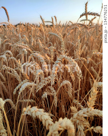 Growing wheat in field and blue sky in summer evening or morning during sunset or sunrise. Ripe ears of wheat in a calm windless sunset dawn. Ripening spike of wheat in field. Spike of wheat close-up 134776251
