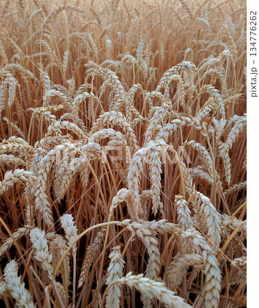 Ears of ripe wheat close-up. Ripe wheat growing in a field in summer. Ripe spikes of wheat growing in a wheat field. Agricultural landscape. Agrarian scenery. Harvesting 134776262
