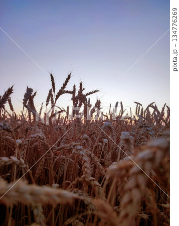 Silhouette of wheat ears against sky on sunset dawn. Spikes of ripe wheat close-up. Sunset dawn in wheat field. Sunrise sundown above field of growing ears of wheat on summer. Agricultural landscape Silhouette of wheat ears against sky on sunset dawn. Spikes of ripe wheat close-up. Sunset dawn in wheat field. Sunrise sundown above field of growing ears of wheat on summer. Agricultural landscape 134776269