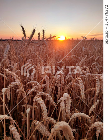 Sunset and dawn in wheat field. Sunrise or sundown on horizon above field of growing ears of wheat on summer evening. Shining sun in sky and field with spikes of ripe wheat. Agricultural landscape 134776272