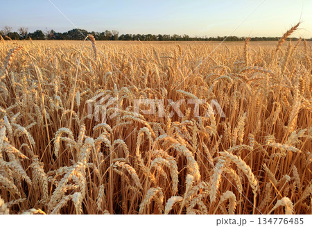 Growing wheat in field and blue sky in summer evening or morning during sunset or sunrise. Ripe ears of wheat in a calm windless sunset dawn. Ripening spike of wheat in field. Spike of wheat close-up 134776485