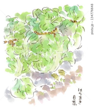 冬の畑、藁の縄で縛って育てているハクサイ（白菜）の水彩画イラスト 134776648