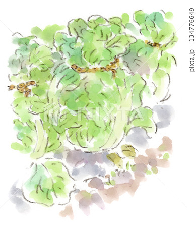 冬の畑、藁の縄で縛って育てているハクサイ（白菜）の水彩画イラスト 134776649