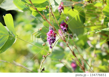 クズの花 秋の七草 クズの花 秋の七草 134776651