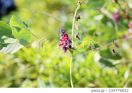 クズの花　秋の七草 134776652