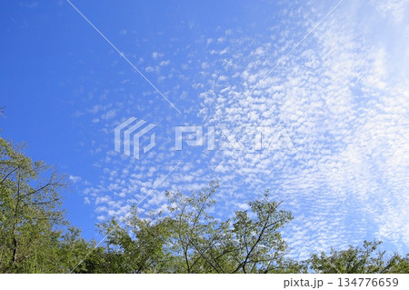 爽やか　秋空　うろこ雲 134776659
