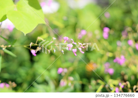 可愛い　アレチヌスビトハギの花 134776660