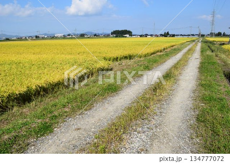 農道と田園風景 山形県庄内 農道と田園風景 山形県庄内 134777072