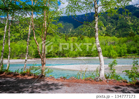 さわやか上高地『新緑シーズンの梓川沿い』《長野県 松本市》 134777173