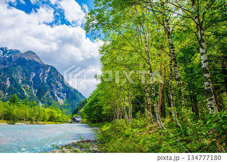 さわやか上高地『新緑シーズンの梓川沿い』《長野県 松本市》 134777180