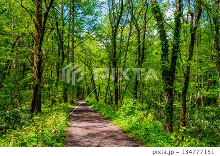 さわやか上高地『新緑の遊歩道』《長野県 松本市》 さわやか上高地『新緑の遊歩道』《長野県 松本市》 134777181