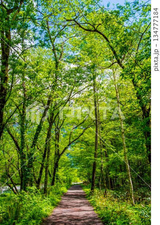 さわやか上高地『新緑の遊歩道』《長野県 松本市》 134777184