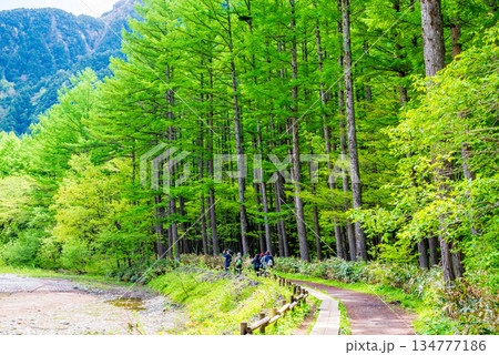 さわやか上高地『新緑のカラマツ林』《長野県 松本市》 134777186