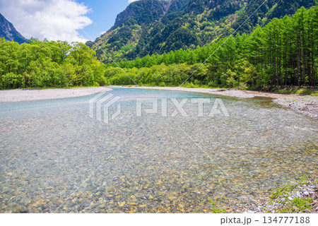 さわやか上高地『美しい梓川の流れと新緑のカラマツ林』《長野県 松本市》 134777188