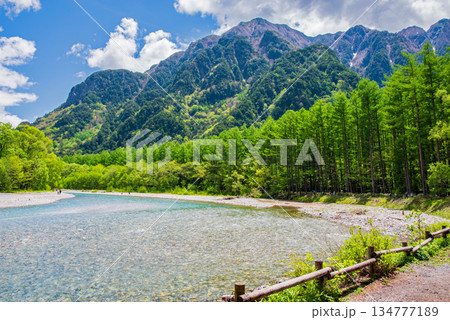 さわやか上高地『新緑のカラマツ林と清流梓川』《長野県 松本市》 134777189