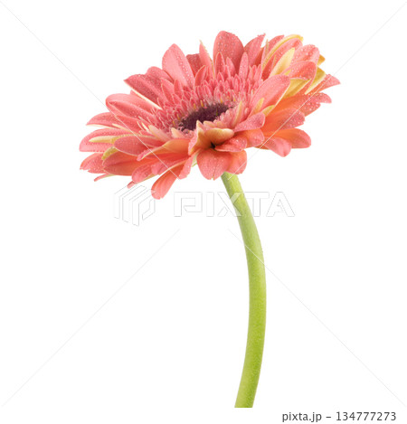 Beautiful pink Gerbera (Daisy) with drops of water 134777273