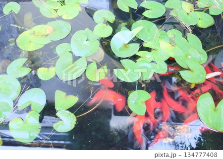 睡蓮の葉と金魚が泳ぐ水面 134777408