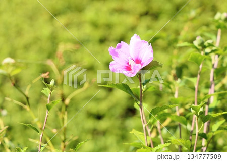 爽やか　ムクゲの花 134777509