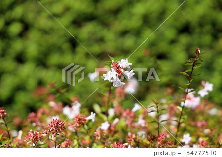 可愛い　アベリアの花 134777510