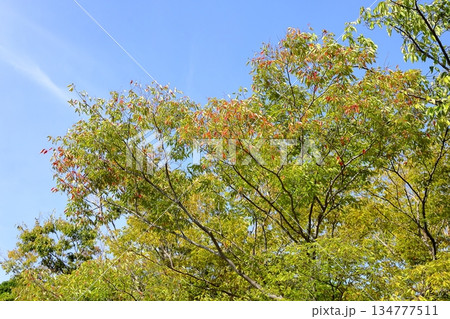 色づくケヤキの葉　紅葉 134777511