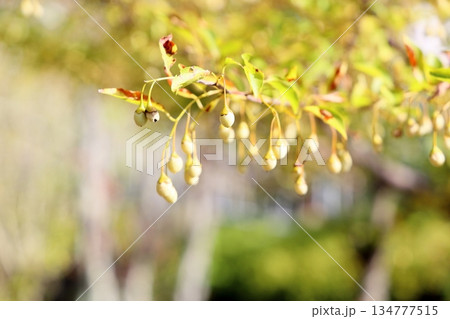 可愛い　エゴノキの実 134777515