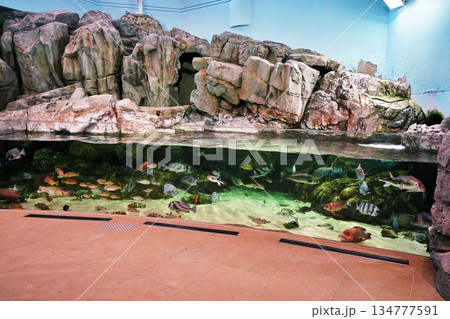 水族館の風景 水族館の風景 134777591