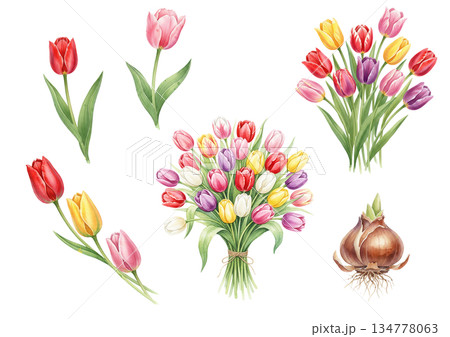 チューリップとチューリップの花束のベクターイラストセット 134778063