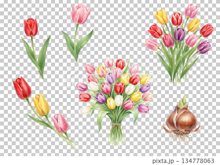 チューリップとチューリップの花束のベクターイラストセット 134778063