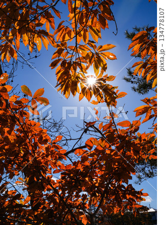 安濃中央総合公園 134778107