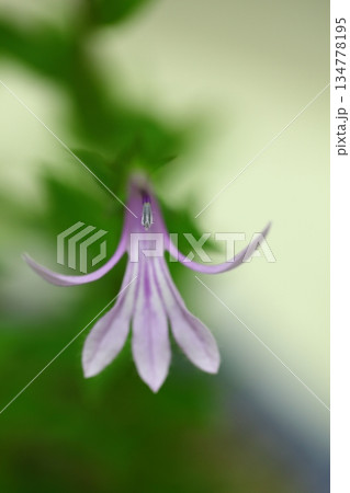 サワギキョウの花 134778195