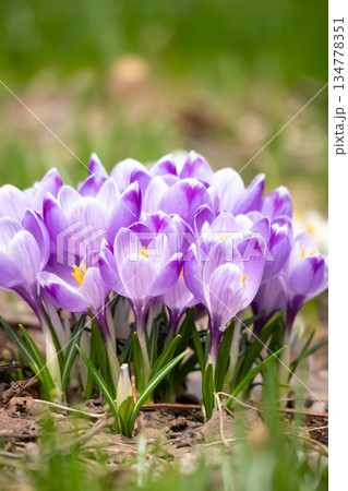 春を告げるクロッカス   134778351