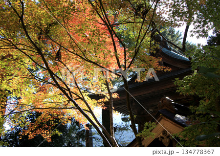 神社境内の紅葉の風景 神社境内の紅葉の風景 134778367