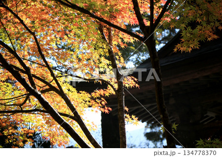 神社境内の紅葉の風景 134778370