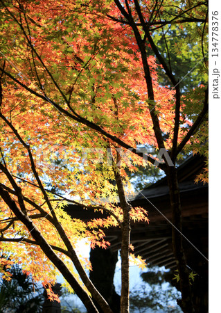 神社境内の紅葉の風景 134778376