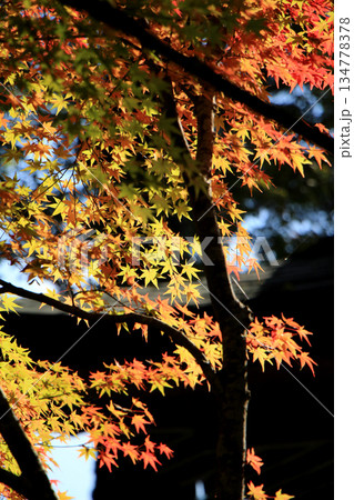神社境内の紅葉の風景 134778378