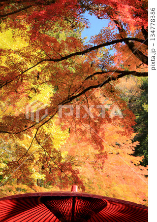 神社境内の紅葉の風景 134778386