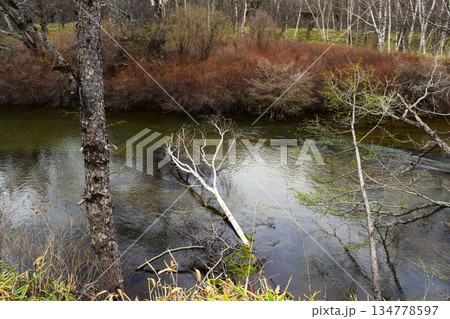 春の戦場ヶ原　日光市 栃木県　9 134778597