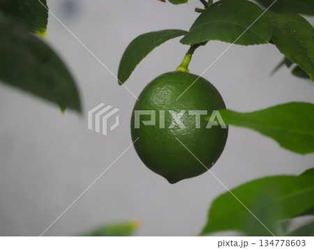 柑橘類 ライム 柑橘類 ライム 134778603