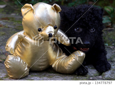 Puppy bear 134778797